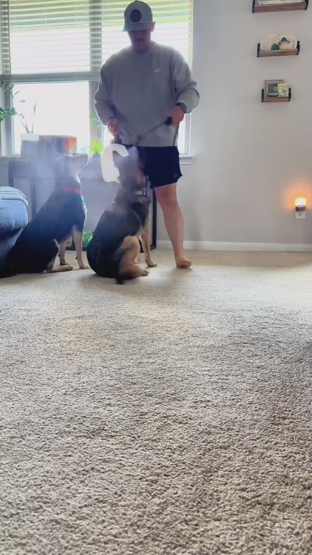 Pet Odour & Stain Eliminator video