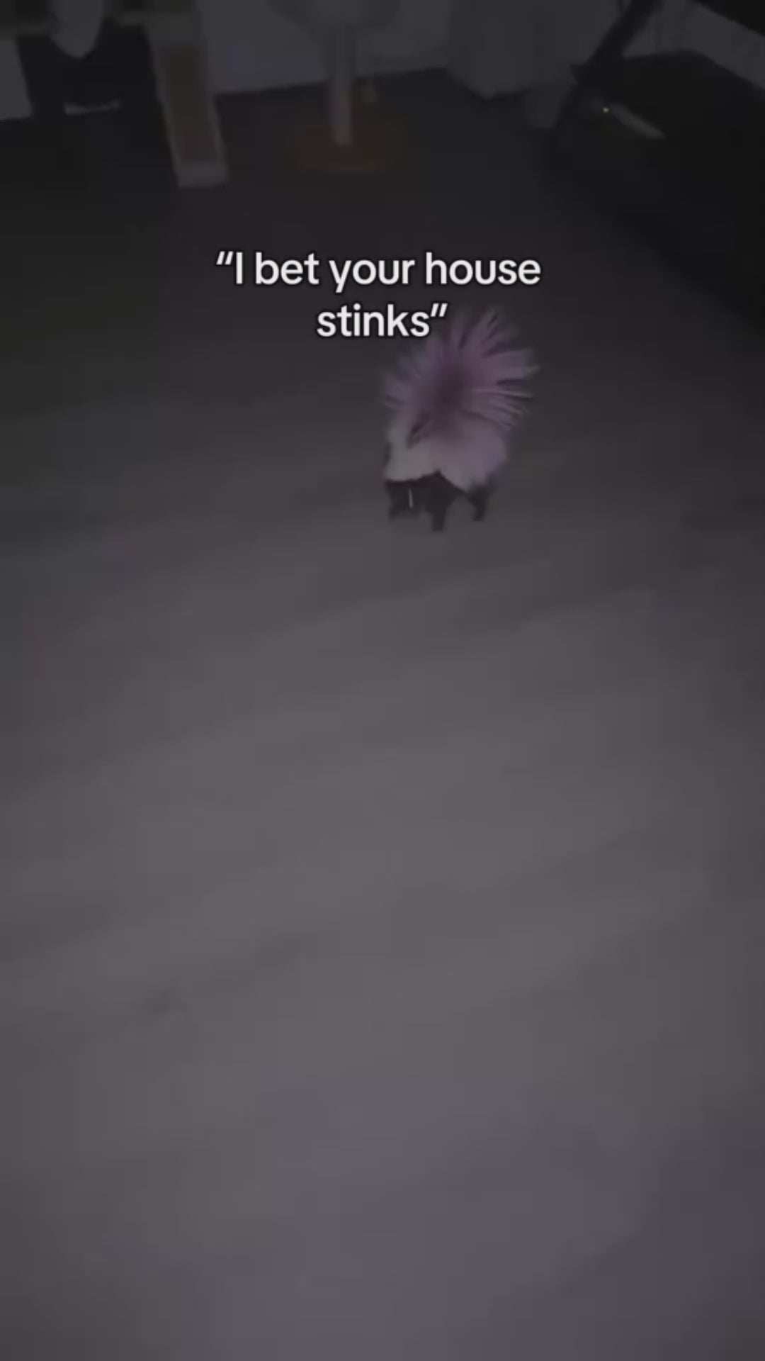 Pet Odour & Stain Eliminator video